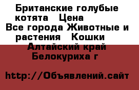 Британские голубые котята › Цена ­ 5 000 - Все города Животные и растения » Кошки   . Алтайский край,Белокуриха г.